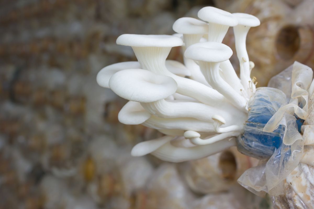 Mushroom Farming.jpg